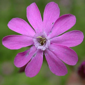 a pink flower