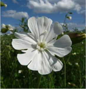 a white flower