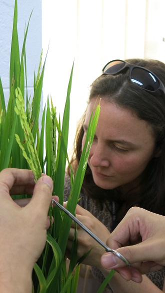 in the foreground, a pair of hands holding scissors and cutting a plant, with a scientist looking down in the background